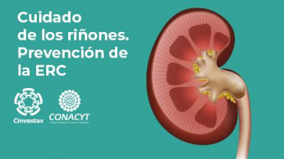 Cuidado de los riñones: prevención y atención oportuna de la ERC