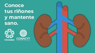 Conoce tus riñones y mantente sano