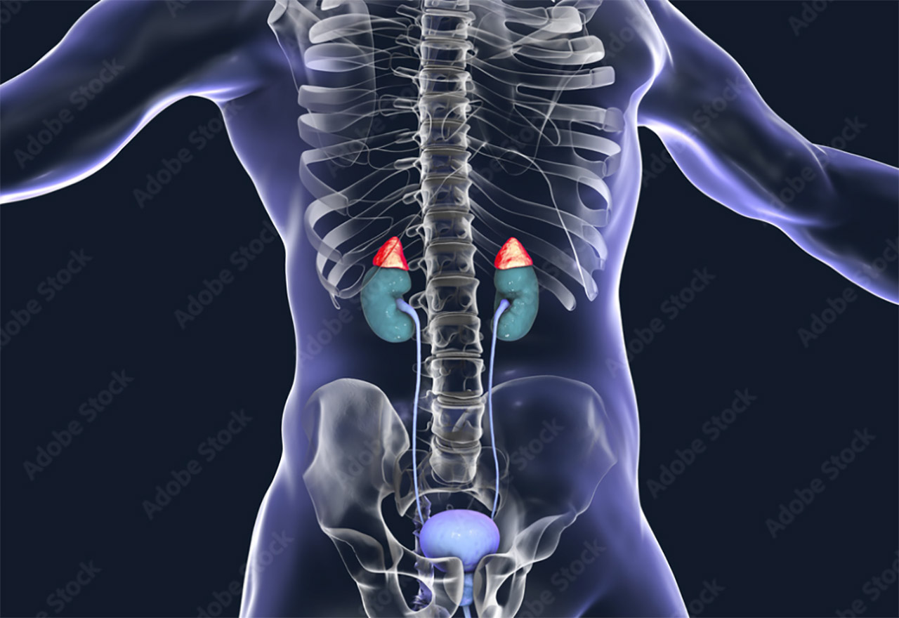 La Importancia De La Ubicaci n De Los Ri ones Enfermedad Renal La Importancia De La Ubicaci n De Los Ri ones Enfermedad Renal